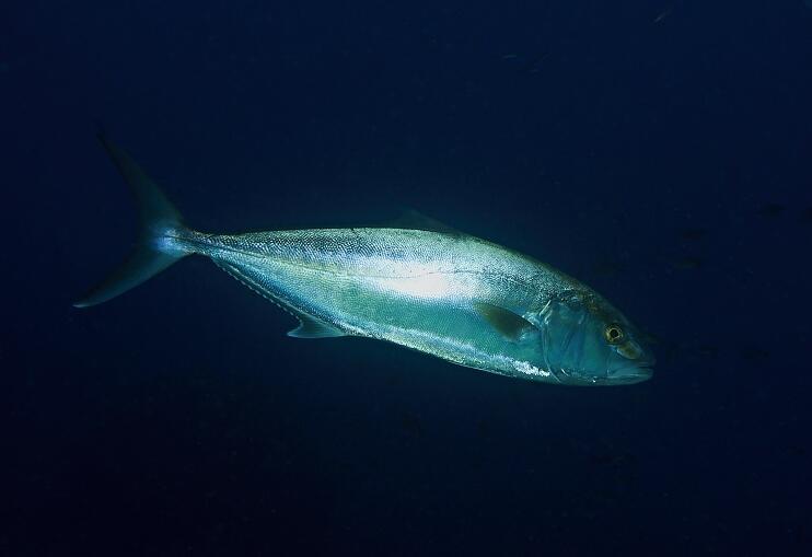  p>高体鰤(学名: i>seriola dumerili /i>)是鲹科,鰤属的鱼类.