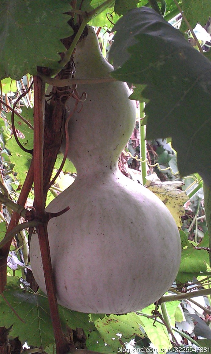 "1904584">葫芦科 /a>, a target="_blank" href="/item/葫芦属/33250