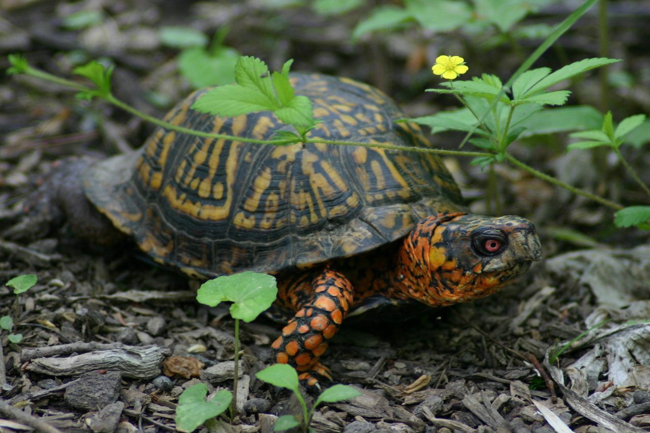 学 名: terrapene carolina carolina  英 文: eastern box turtle