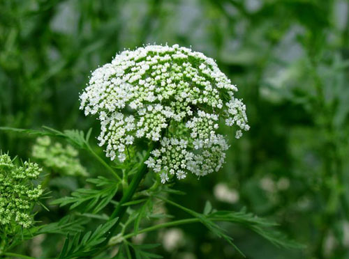  p>蛇床花(学名:cnidium monnieri)一年生草本,高30-80厘米.