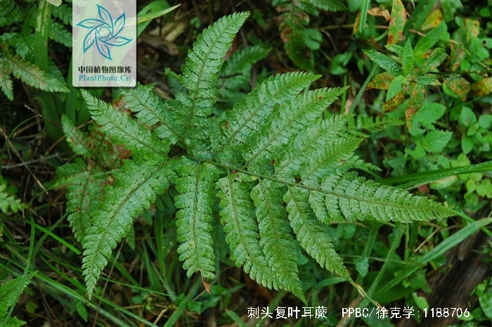  p>刺头复叶耳蕨(学名: i>arachniodes aristata /i> (g. forst.