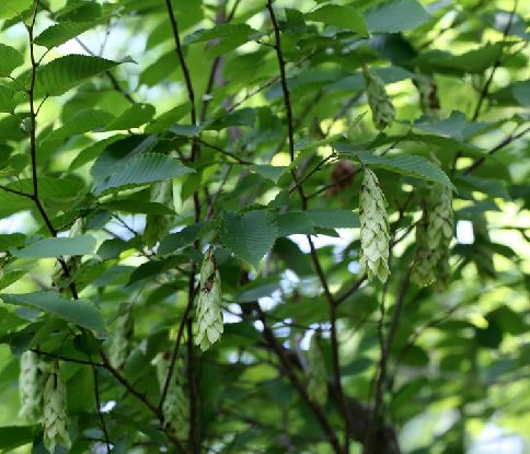  p>千金榆(学名: i>carpinus cordata /i> bl.