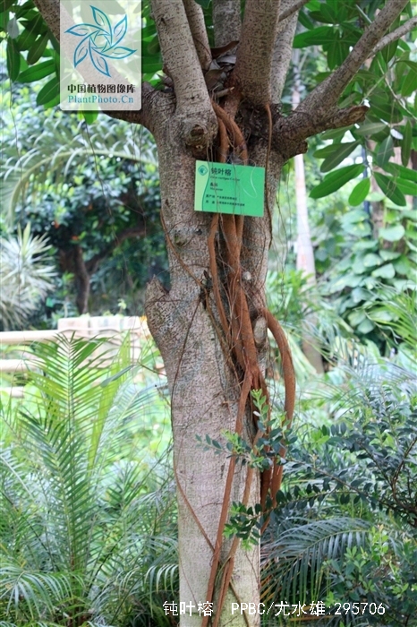  p>钝叶榕(学名: i>ficus curtipes  /i>corne