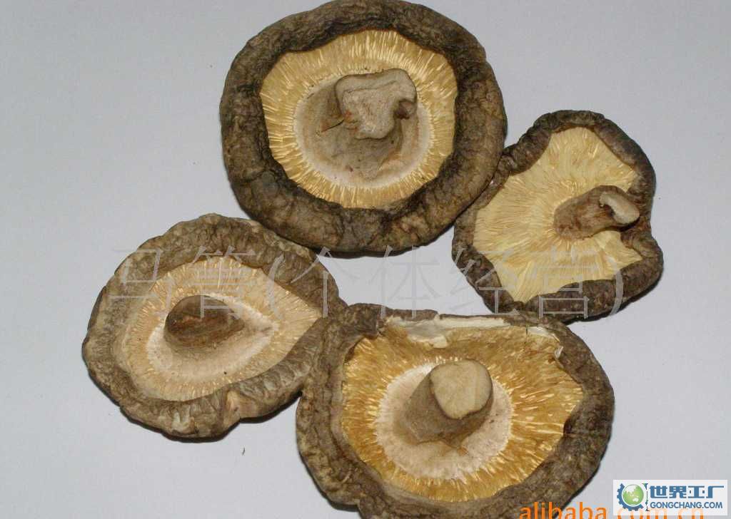  p>大杯香菇,伞菌目,侧耳科,香菇属. /p>