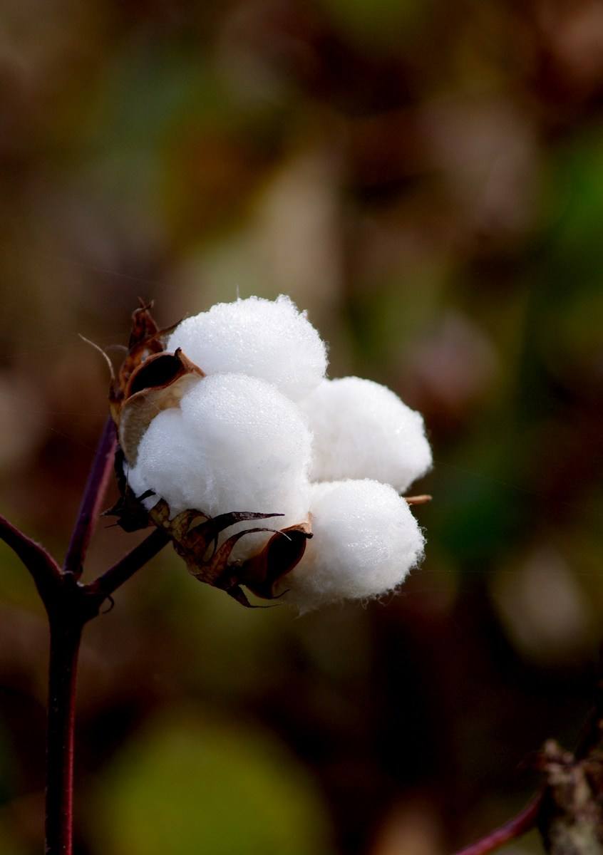 棉花