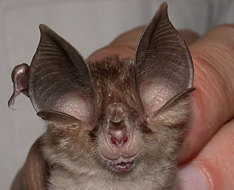  p>中华菊头蝠(学名: i>rhinolophus sinicus /i>):是哺乳纲,翼手目