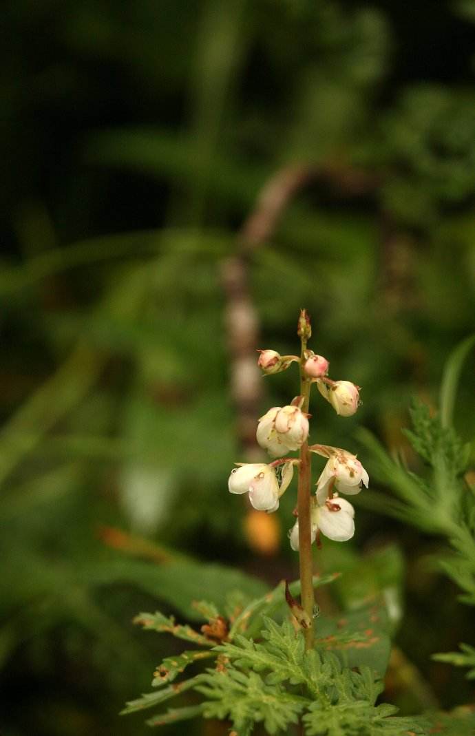 pyrola linn.