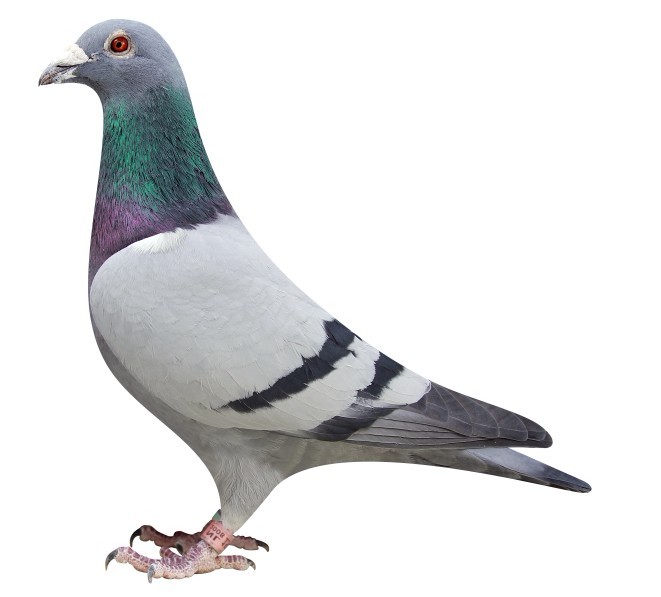  p>信鸽是一种空中飞行的动物,所以它的形体一定要符合空中飞行的要求