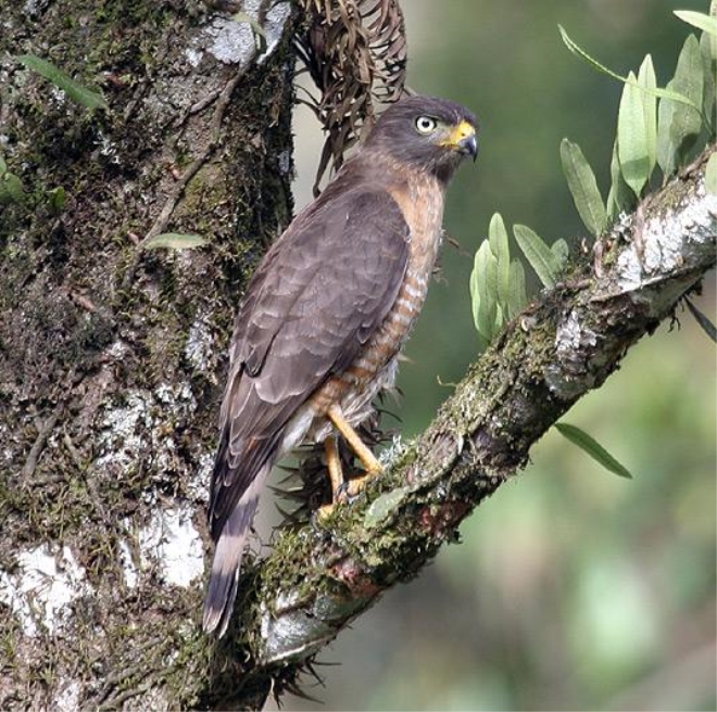 infuscatus)为鹰科黑长尾鵟属的 a target="_blank" href="/item/鸟类