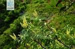 珍珠花属_百度百科