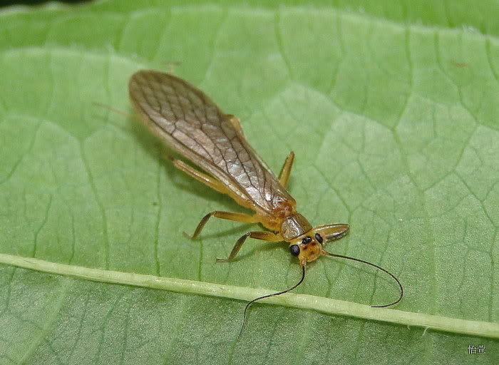  p>石蝇是动物界, a href="#" data-lemmaid="1622398">节肢动物门 /a