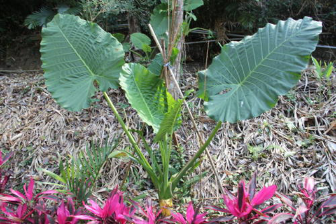 大野芋其貌不扬 却是医药界的重磅之星 百科ta说