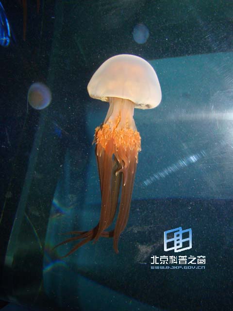  p> a href="#">腔肠动物 /a> a href="#">水母 /a>类的 a href="#"