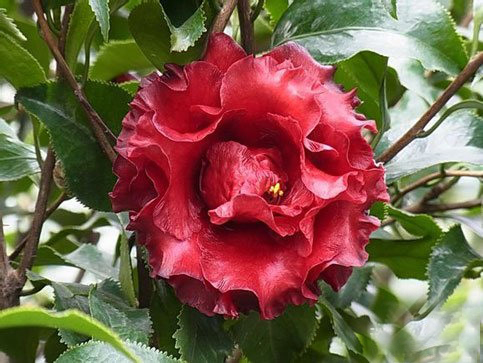 data-lemmaid="3223880">山茶科 /a>,山茶属多种植物和园艺品种的通称