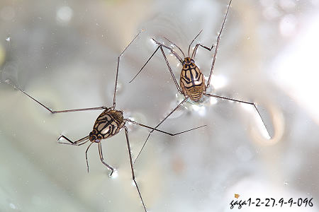 汉语拼音:hǎi mǐn,英文:halobates