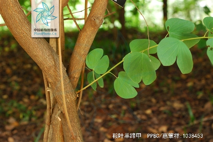 刀果鞍叶羊蹄甲(变种)