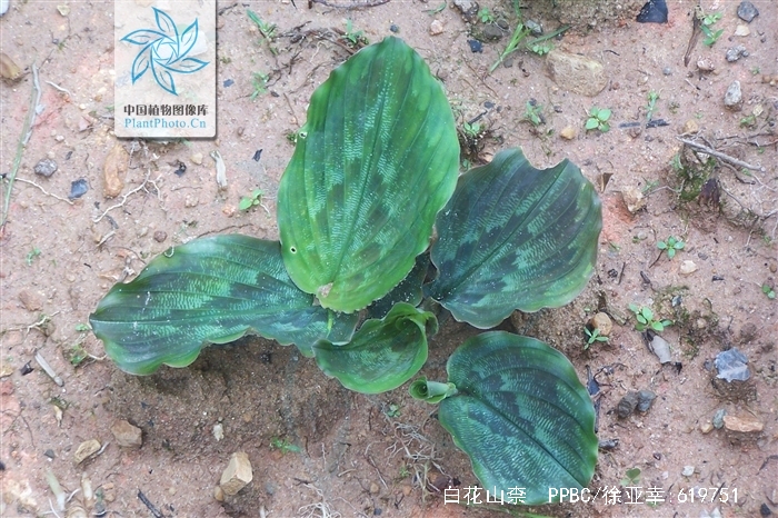  p>白花山柰(学名: b>kaempferia /b>  b>candida /b> wall.