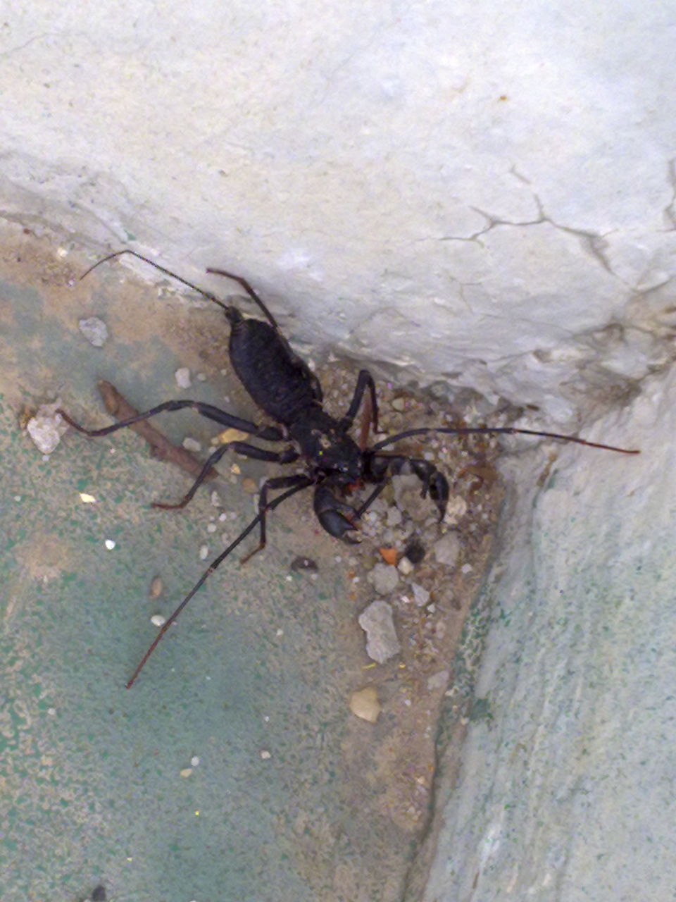  p> a target="_blank" href="/item/有鞭蝎/4546744" data-lemmaid="