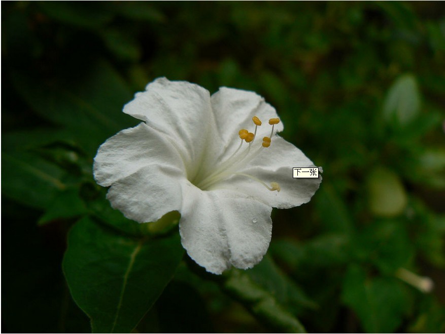  p> b>白钟花 /b>(学名: i>cyananthus montanus /i>)是桔梗科 a