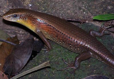  p>多线南蜥( i>mabuya multifasciata /i>&nbsp;kuhl,1820)