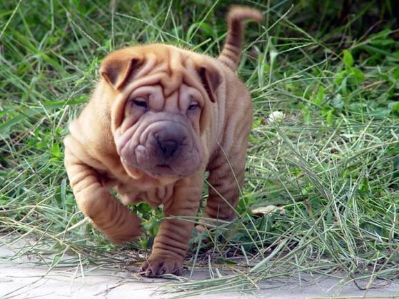 皮犬,英文名 sharpei,产于中国广东南海大沥镇一带,是世界名种斗狗之