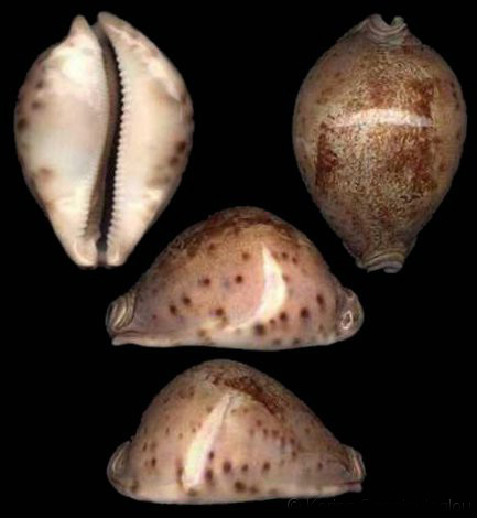  p>王子宝螺(学名:leporicypraea valentia valentia)是腹足纲宝螺科