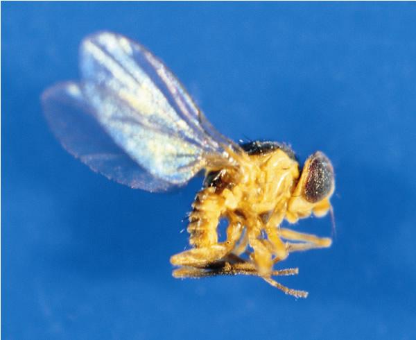  p>美洲斑潜蝇属 a>双翅目diptera /a>,潜蝇科agromyzidae,斑潜蝇属