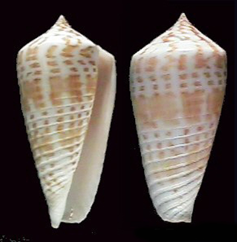 asprella inscripta inscripta maculospira