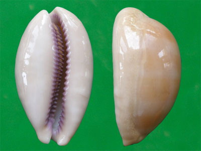 因为腹足类都有一个螺旋形贝壳包围着身体,所以也称单壳类,这是同蚌类