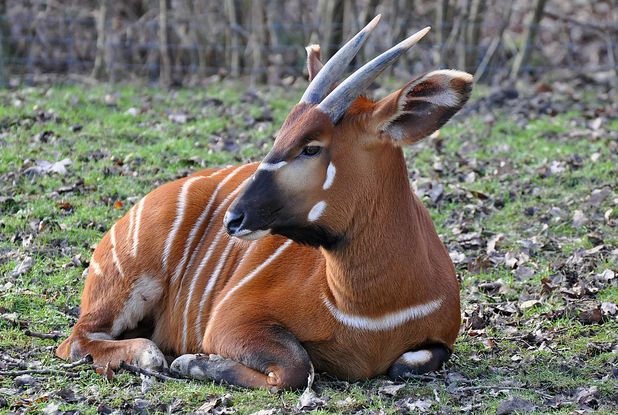 eurycerus /i>):皮毛呈红褐色,上面有细细的白色条纹,公羚羊肩高大约