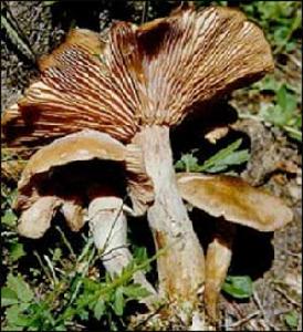 又名黄蘑菇,皇菇,黄环菌,是一种名贵食用菌,也