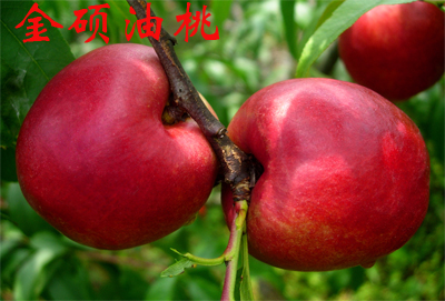 金硕油桃