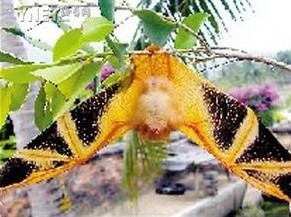  p>彩蝠(学名:kerivoula picta)为蝙蝠科彩蝠属的动物.