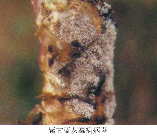 青花菜,紫甘蓝灰霉病