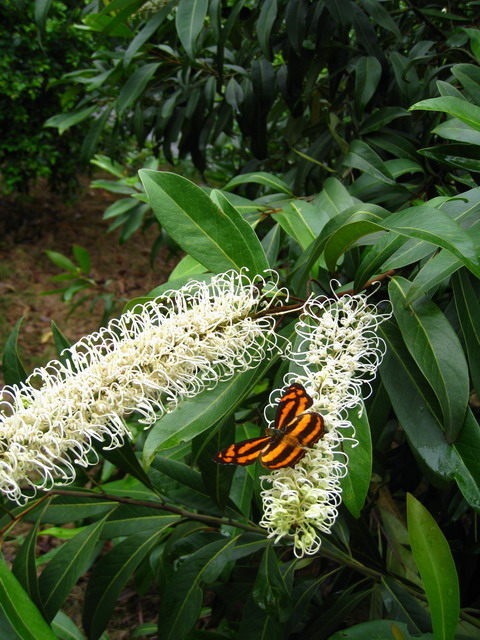 隶属于 a target="_blank" href="/item/山龙眼目/8290496" data