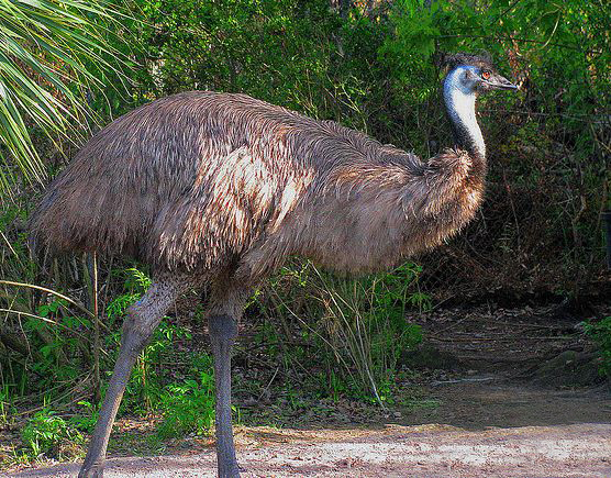  p>鸸鹋 [ér miáo](学名: i>dromaius novaehollandiae /i>),鸟纲