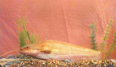  p>怀头鲇(学名: i>silurus soldatovi /i>)属