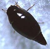 hydroscaphidae leconte