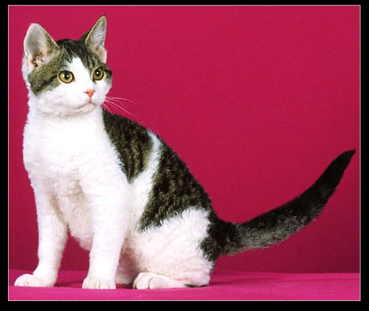 美国硬毛猫