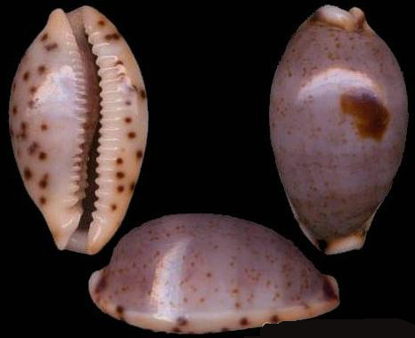  p>黑潮宝螺(学名:cypraea contaminata)是腹足纲宝螺科的 a href="#"