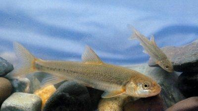  p>松潘裸鲤, i>gymnocypris potanini  /i>(herzensten, 1891), a