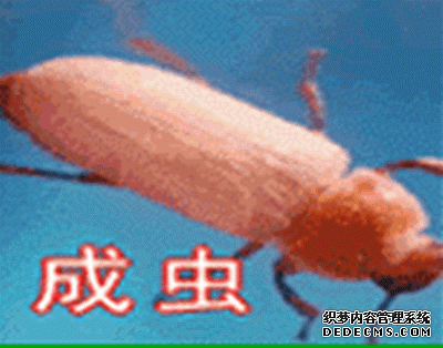 黄粉虫虫种