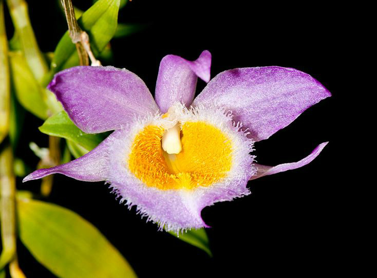 p>美花石斛(学名: i>dendrobium loddigesii /i>  rolfe): a target=