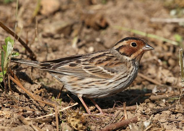 emberiza pusilla