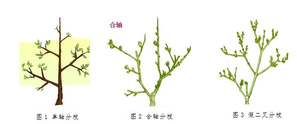 番茄双根双蔓整枝法