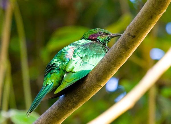 iris glossy-starling
