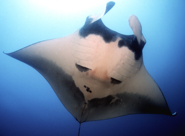 manta  birostris
