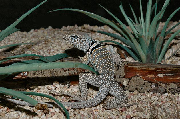  p>短尾巨蜥(学名: i>varanus brevicauda /i>)是 a href="#" data