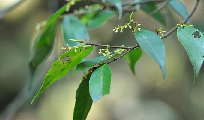  p>光叶山矾(学名:symplocos lancifolia sieb. et zucc.