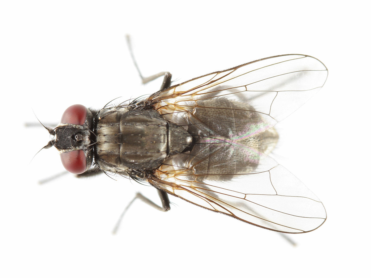 家蝇